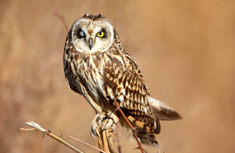 How to Choose the Right African Safari